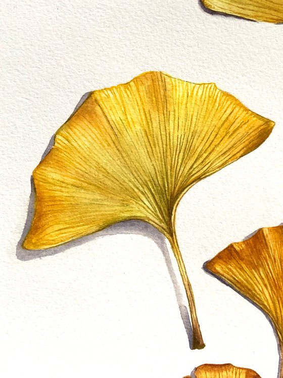 Ginkgo leaves. Watercolor on paper.