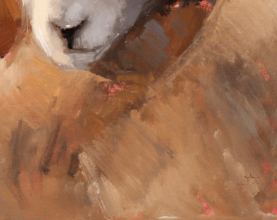 Herdwick Sheep Study