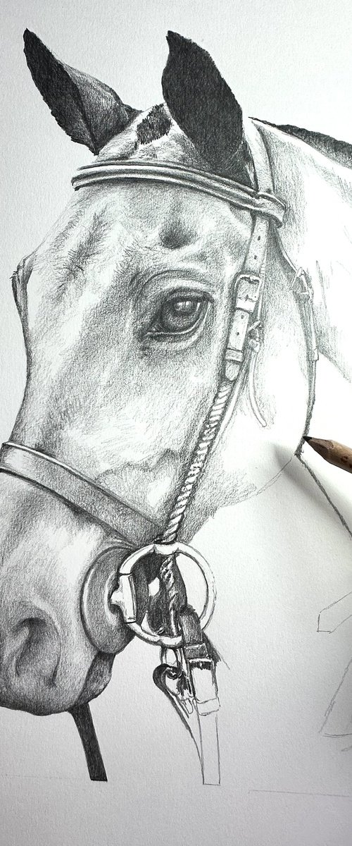 COMMISSION Purito - Polo Pony by Amanda Deadman