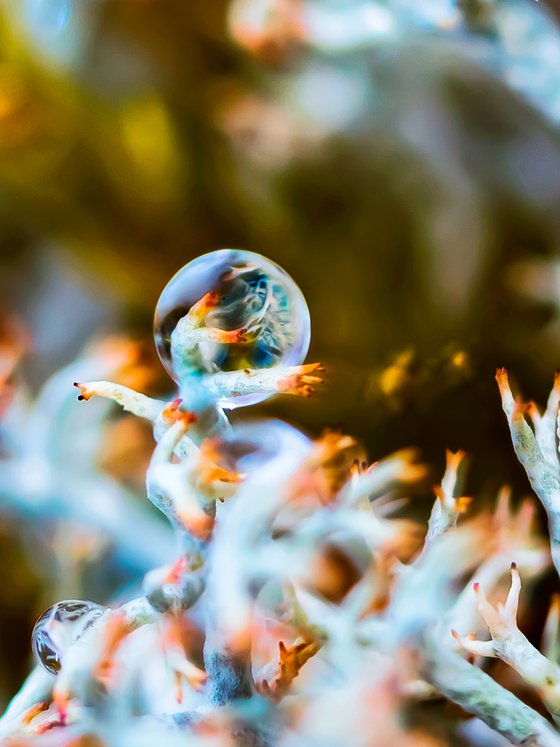 The Horus Eye - macro photography of drops in lichens, limited edition ...