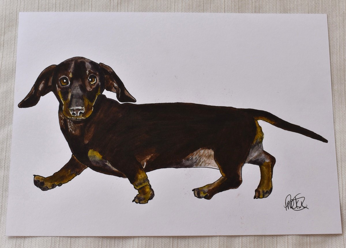 Illustrative Animal Pencil Drawing By Paul Nelson-Esch, 12 X 8", Original Dachshund Portrait, Original Artwork
