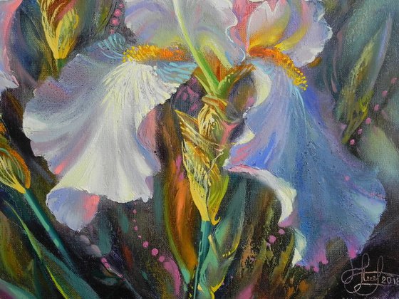 "White irises"