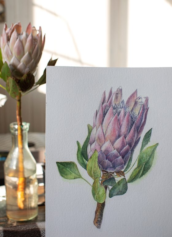 Watercolor detailed painting of pink protea flower