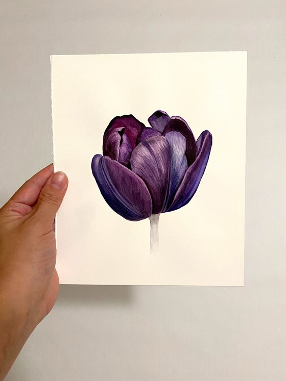 Violet tulip