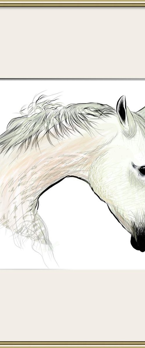White horse by Shabs  Beigh