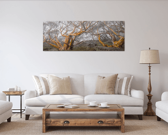 Alpine Snow Gums