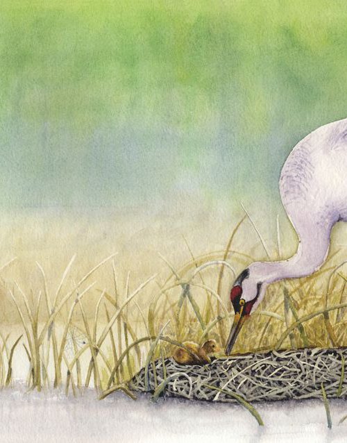 A New Dawn - Whooping Crane by Jason Edward Doucette