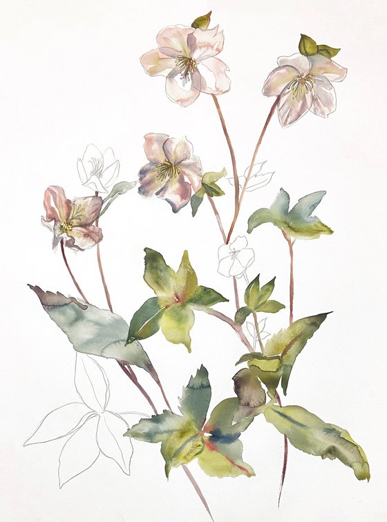 Hellebore No. 34