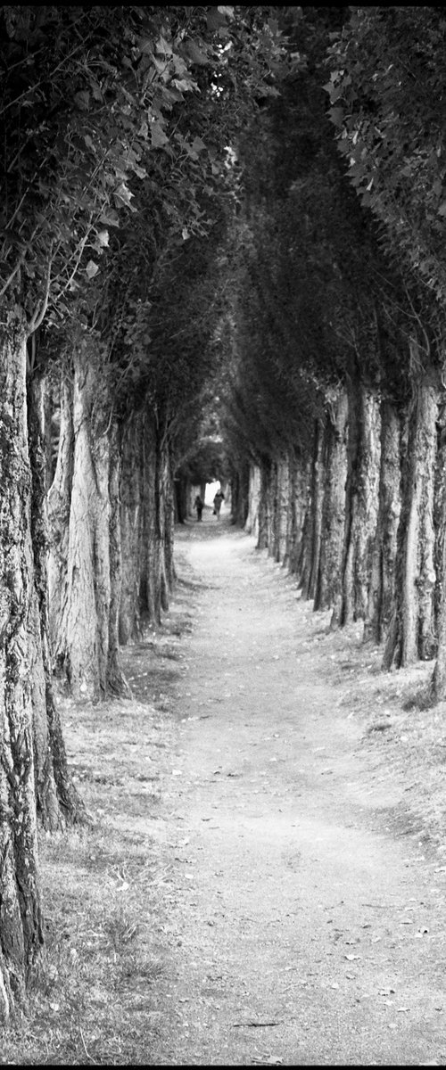Edition 2/10 - Treeline, Honfleur, France by Paul Cooklin