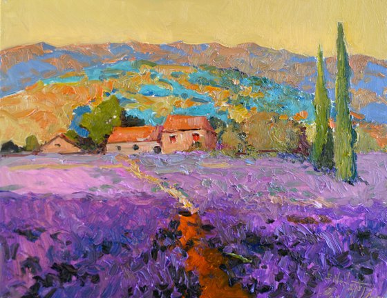 Lavender Field. Landscape