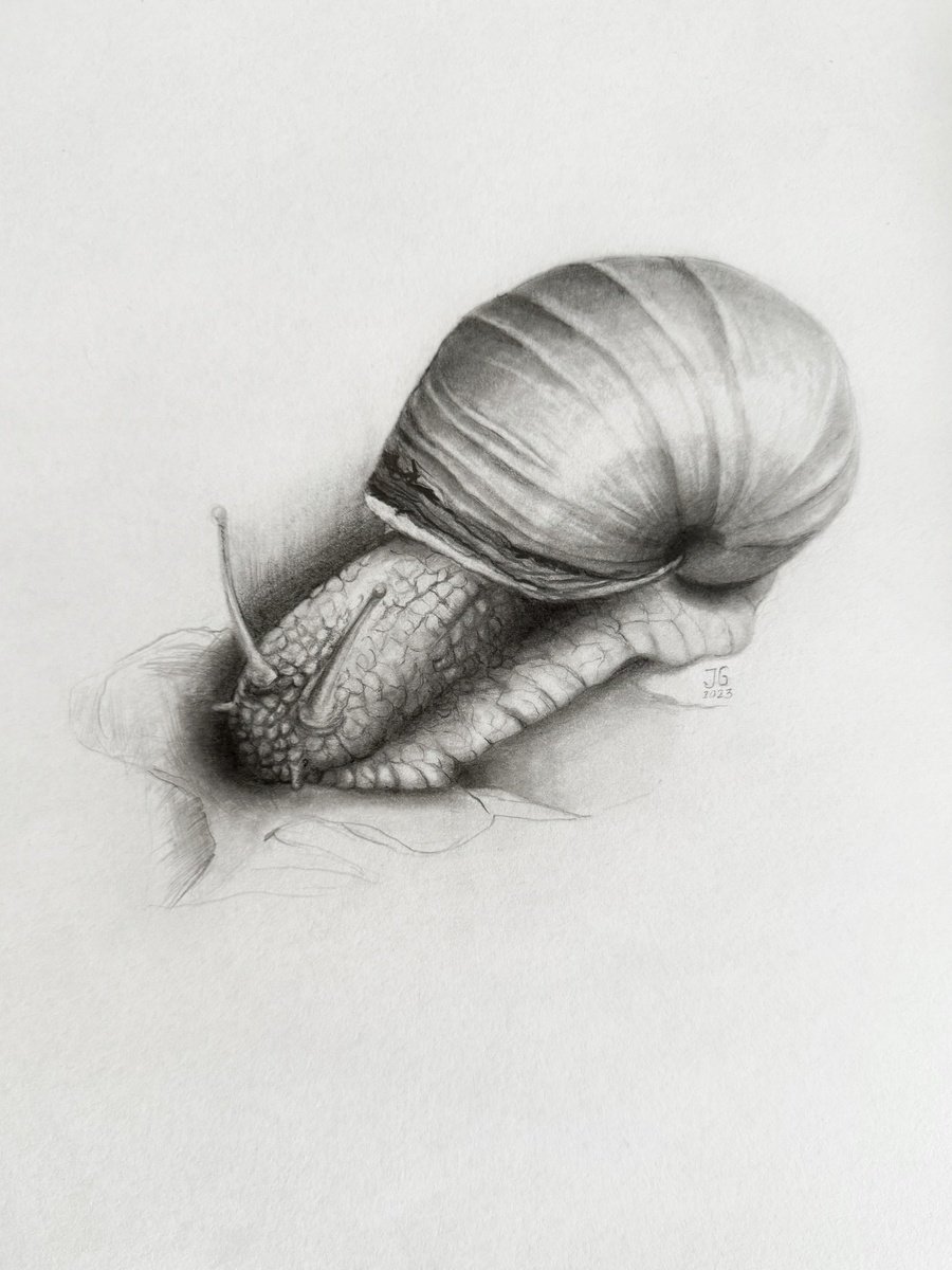 Illustrative Animal Pencil Drawing By Julia Gorislavska, 8 X 11", A Snail From The Garden, Original Artwork