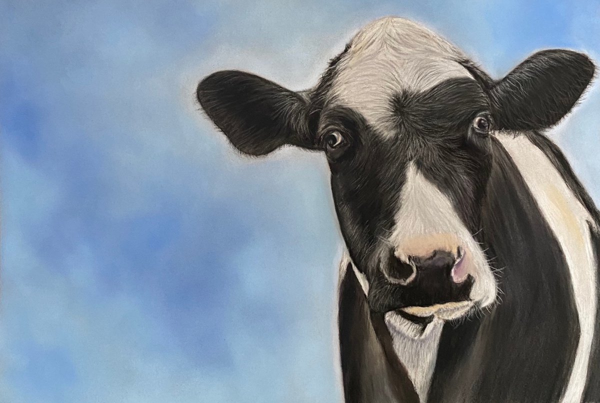 Cow by Maxine Taylor