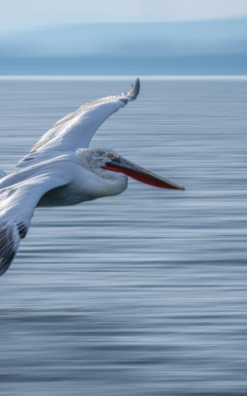 Bird Bank by Nick Dale