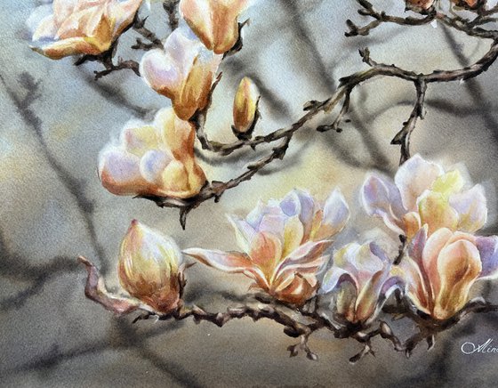 Branch of magnolia