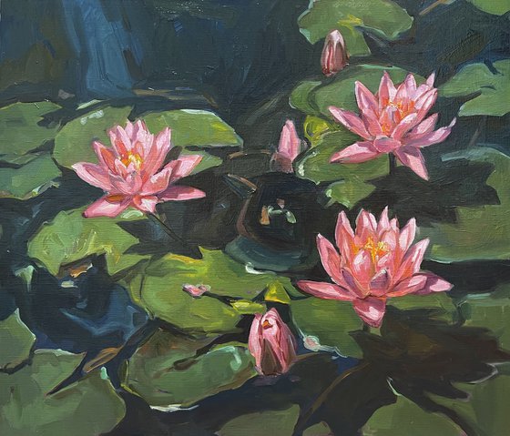 Pink water lilies