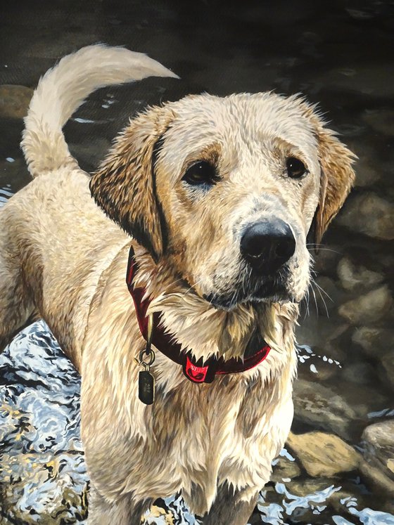 Throw it....Yellow Labrador