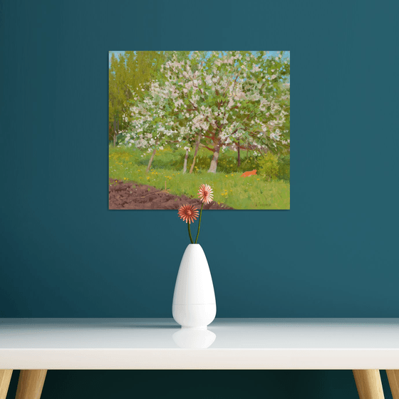 Apple tree bloom