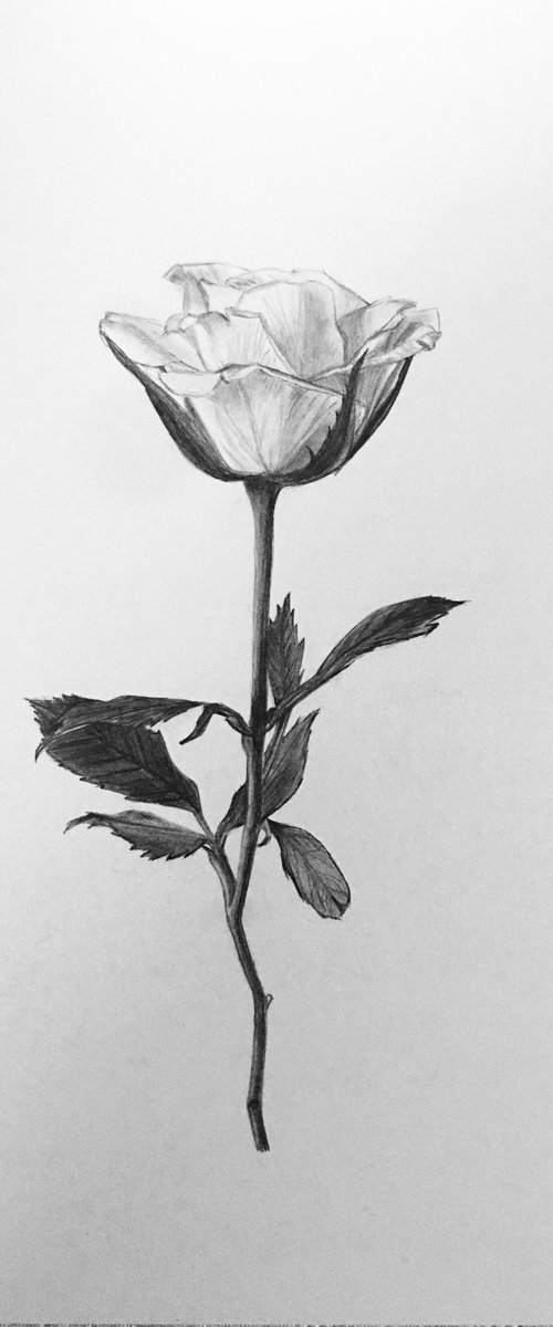 Rose by Amelia Taylor