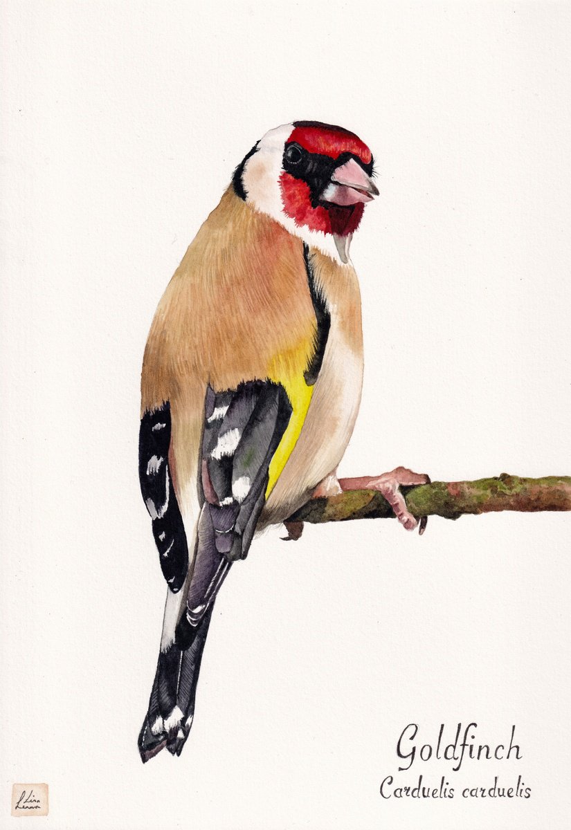 Goldfinch by Lisa Lennon