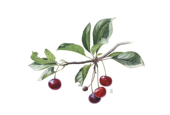 Cherry Branch