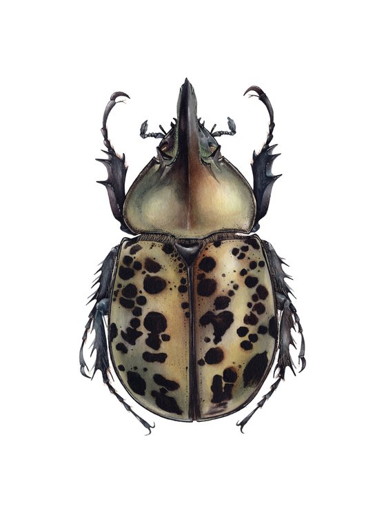 Dynastes tityus, Eastern Hercules Beetle