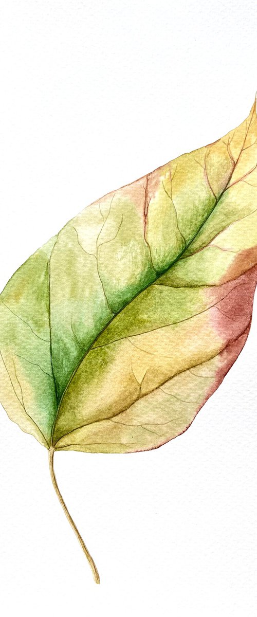 Autumn leaf Sketch #7 by Tetiana Kovalova