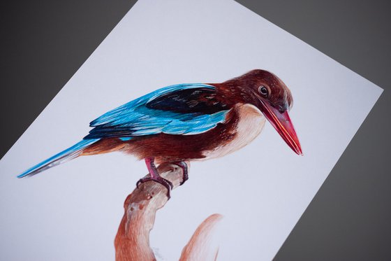 White-throated Kingfisher