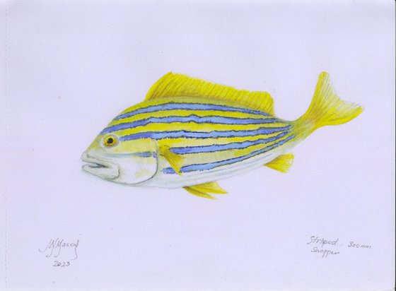 Stripped Snapper