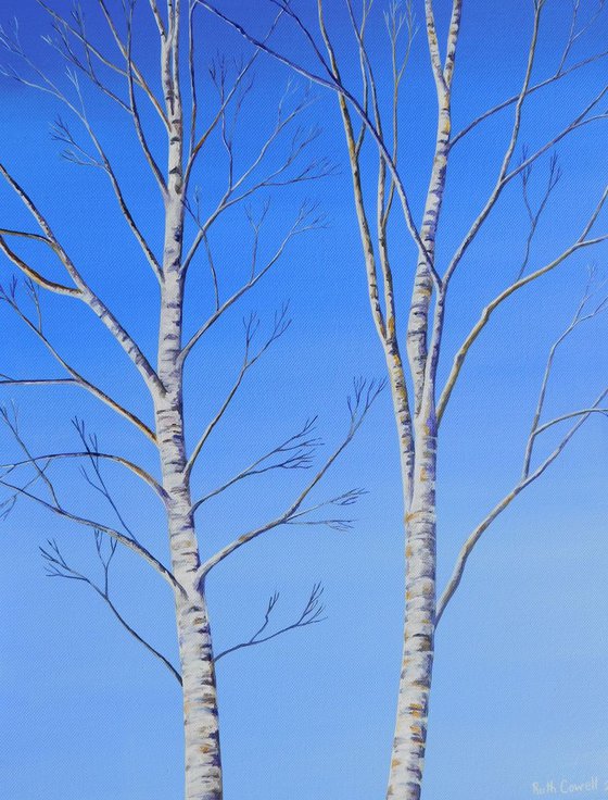 Two Silver Birch Trees in Winter