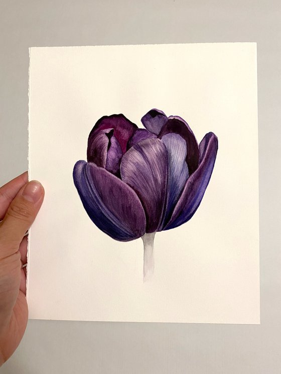 Violet tulip