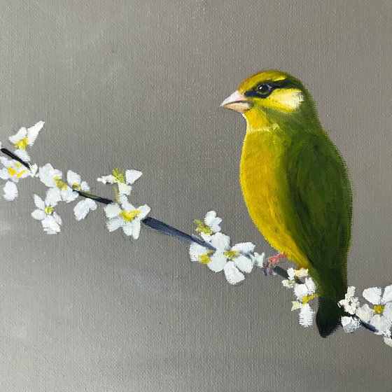 Greenfinch on Cherry Blossom