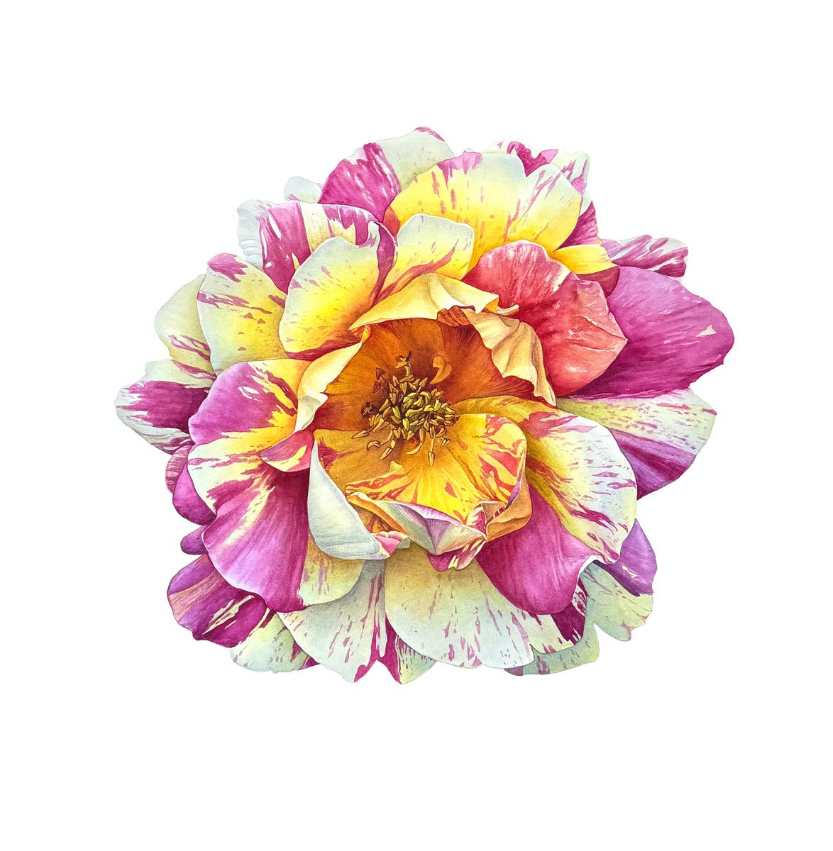 Photorealistic Botanical Watercolour By Yuliia Prokopchuk, 18 X 19", Rose Des Cisterciens Or A Watercolor Rose, Original Artwork