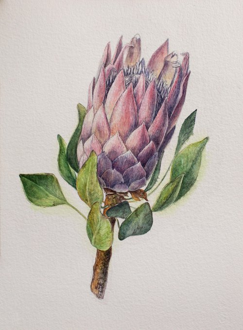 Watercolor detailed painting of pink protea flower by Liliya Rodnikova
