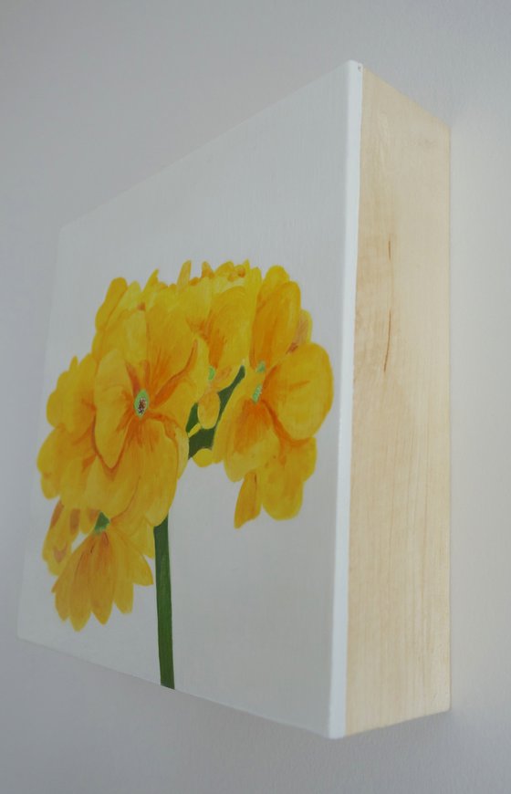 Yellow Primulas