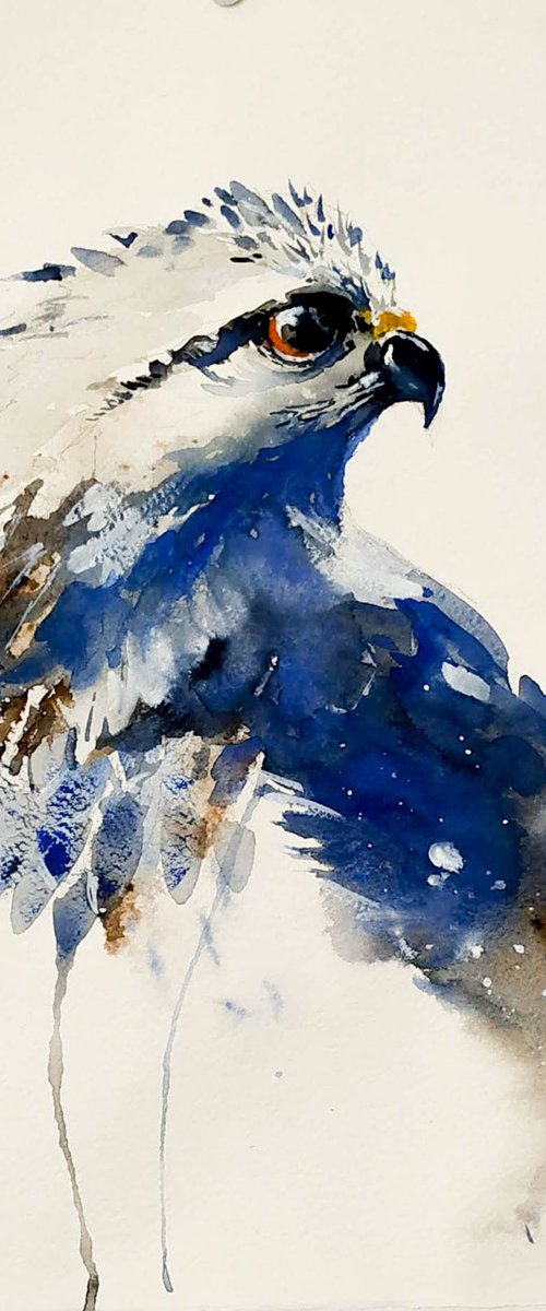 Falco pellegrino by Flavio Furlan