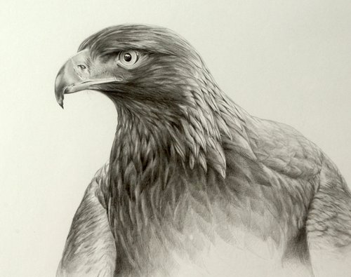 Golden Eagle drawing by Karl Hamilton-Cox