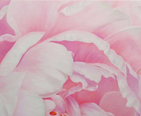 Divine Peony