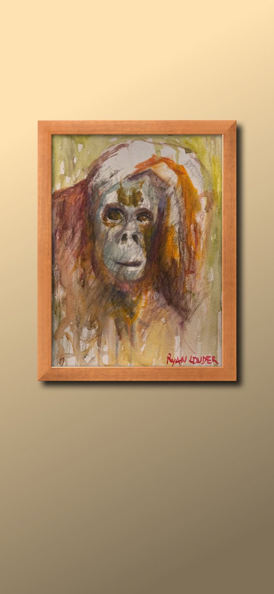 Orangutan