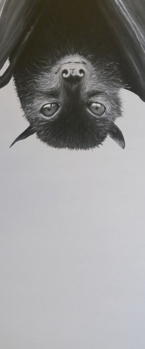 Henry by Tony Berriman