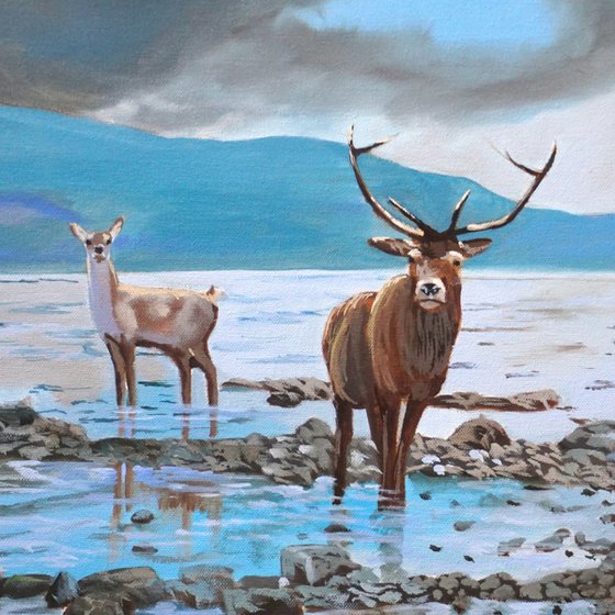 Deer Family at Loch Ness