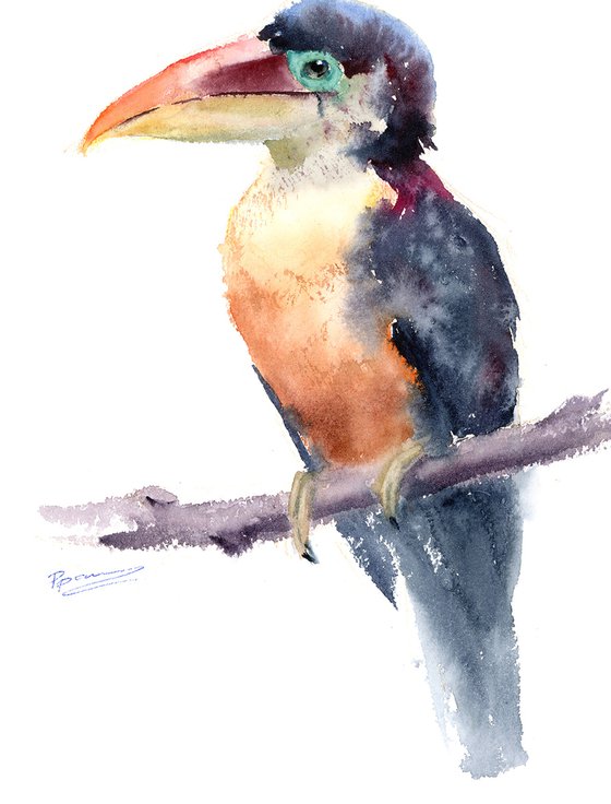 Toucan