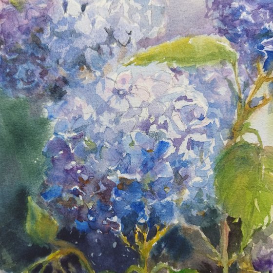 Blue Hydrangeas flowers