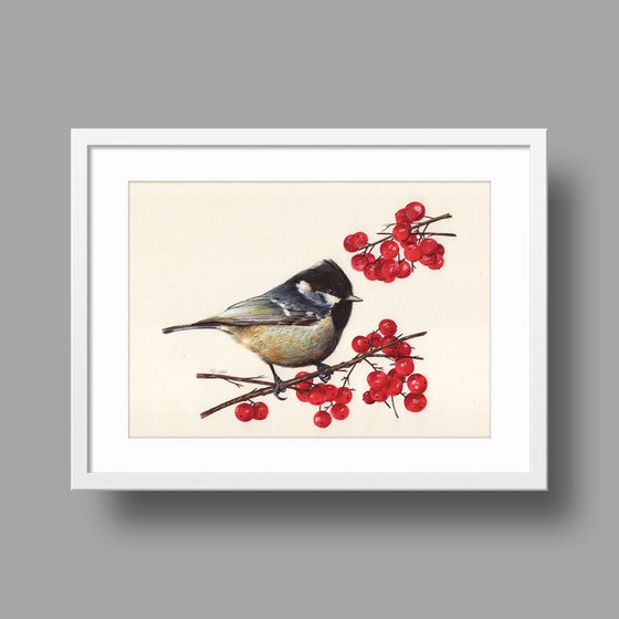 Coal Tit