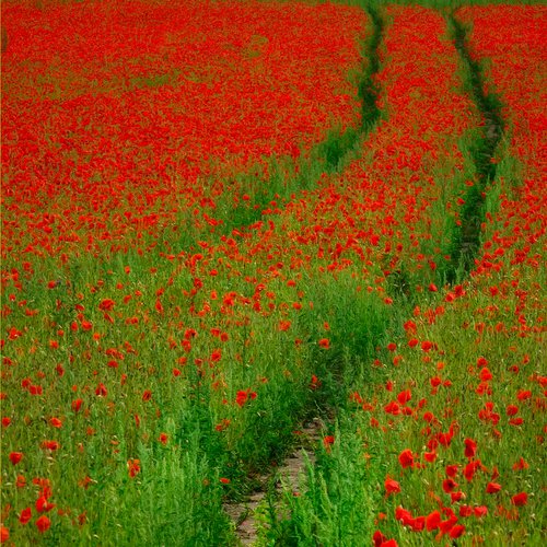 Poppy Field by Martin  Fry