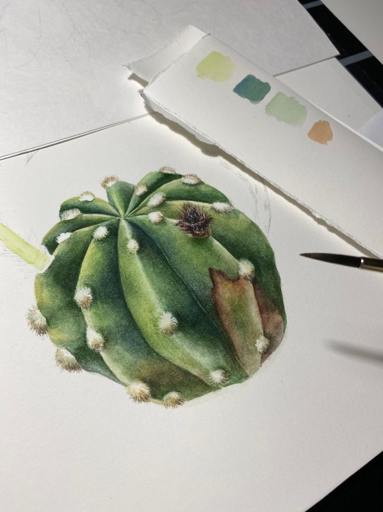 Echinopsis subdenudata watercolor botanical illustration