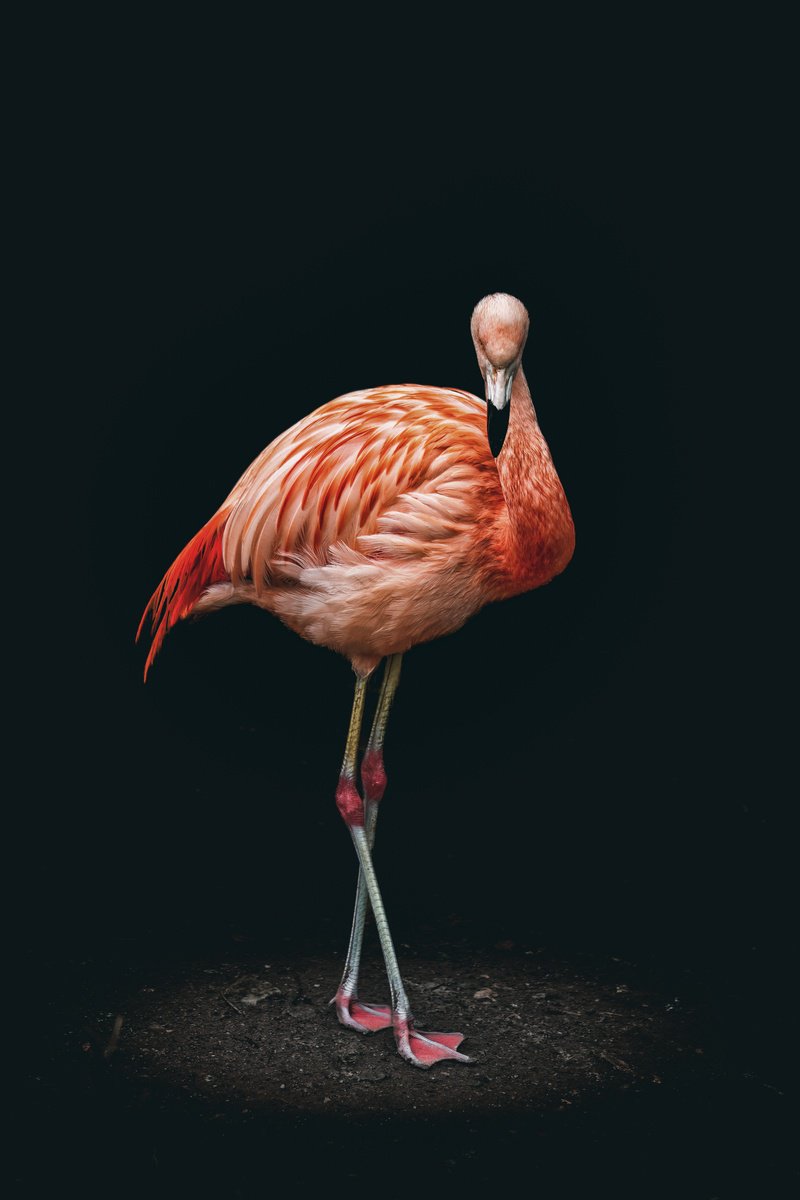 Animal Photograph By Paul Nash, 16 X 24", In The Spotlight, Original Artwork