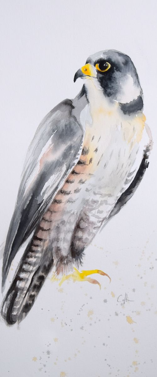 Peregrine Falcon by Nicola Colbran