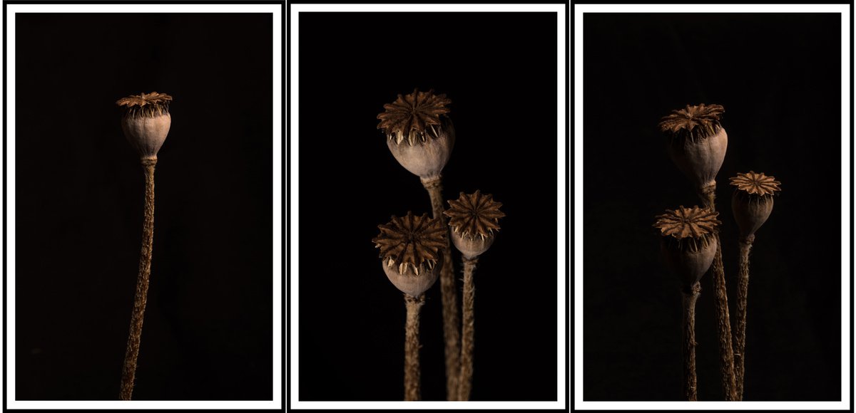 Poppy Heads Triptych by V Sebastian