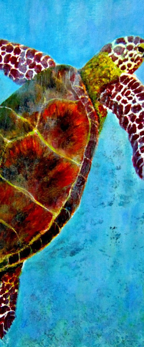 LUNA,the turtle.. by Cristina Mihailescu