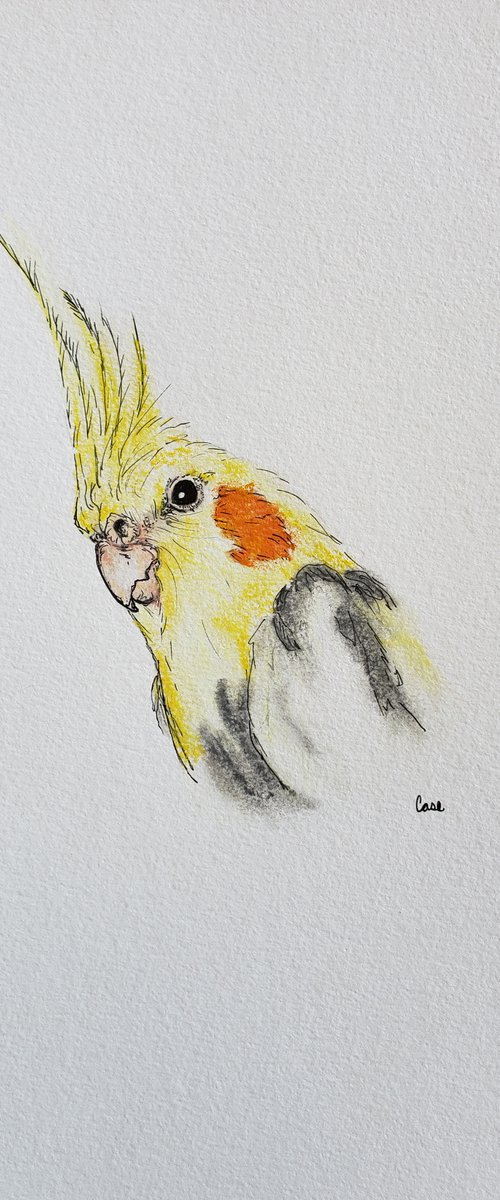 "The Look" - Birds - Cockatiel - Animals by Katrina Case